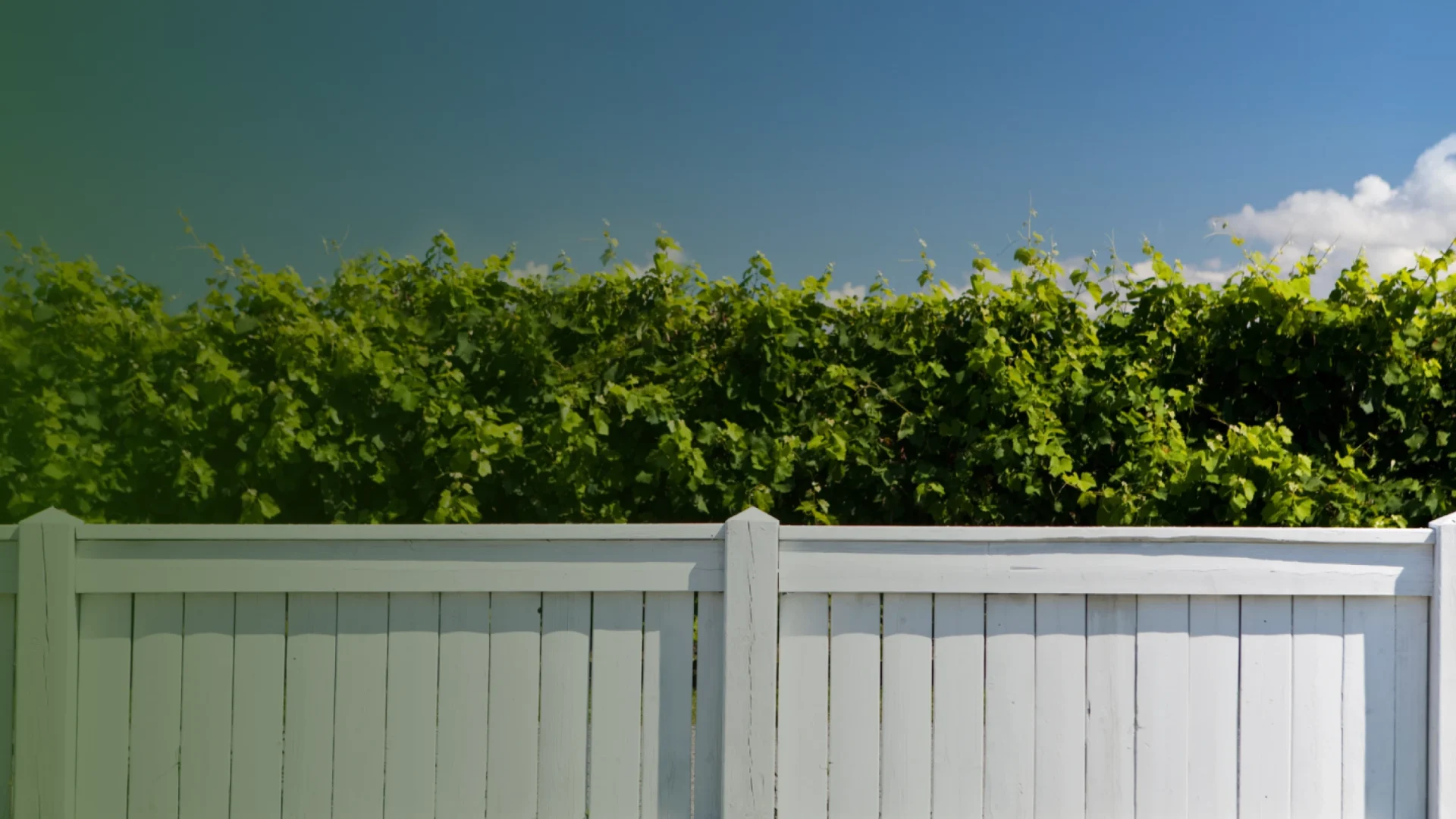 Rocky & Rob's Fencing hero